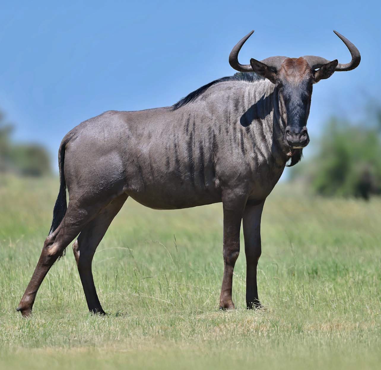 A wildebeest standing in green grass