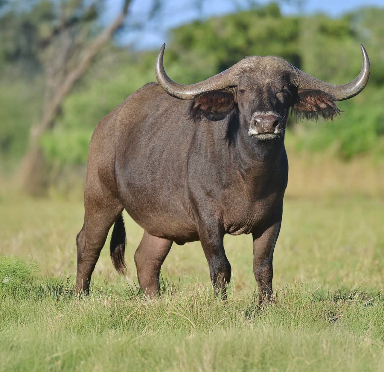 A buffalo standing in green grass