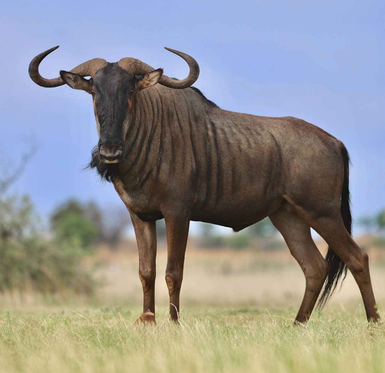 A wildebeest standing in short grass
