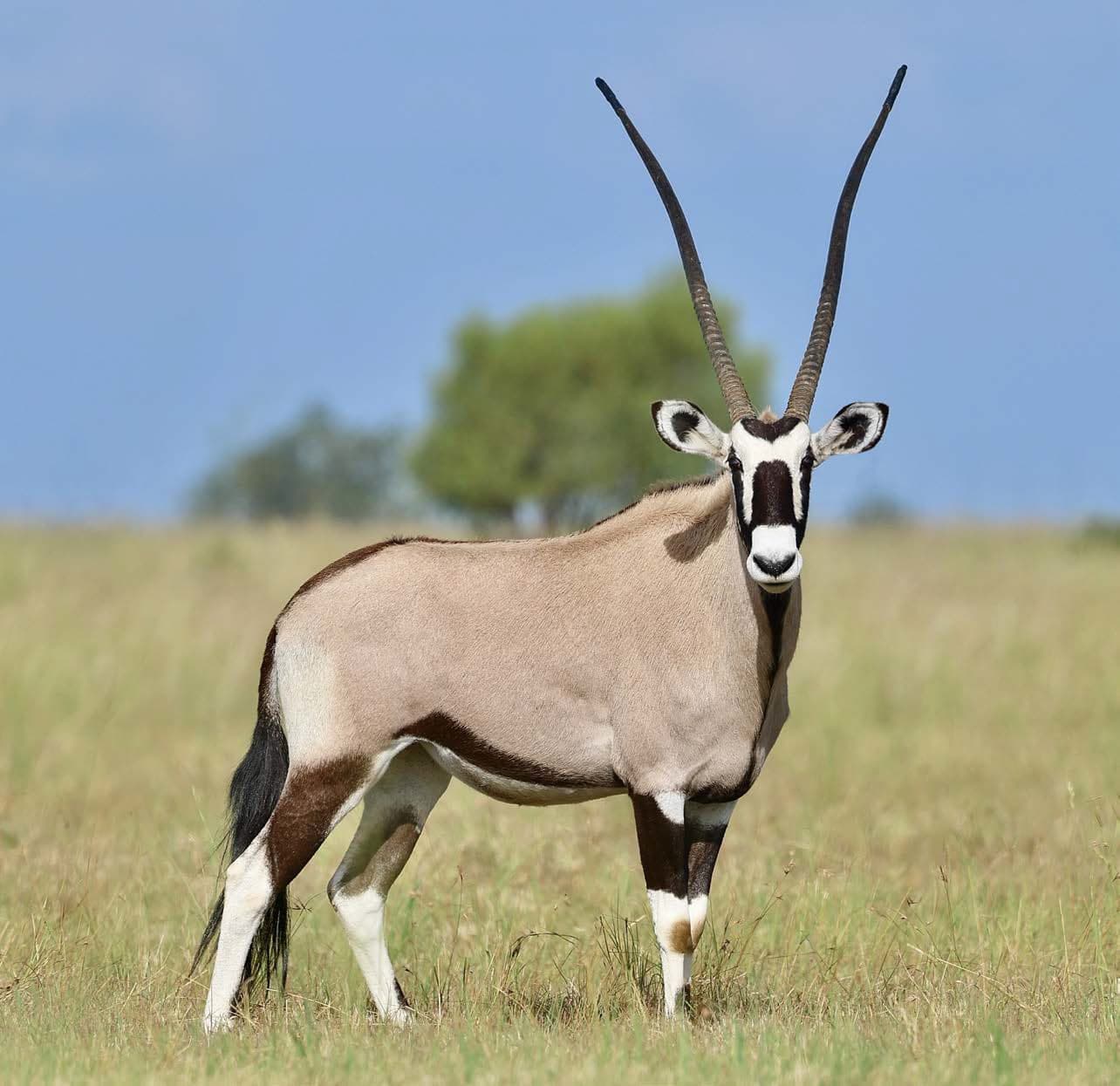 An oryx standing in short grass