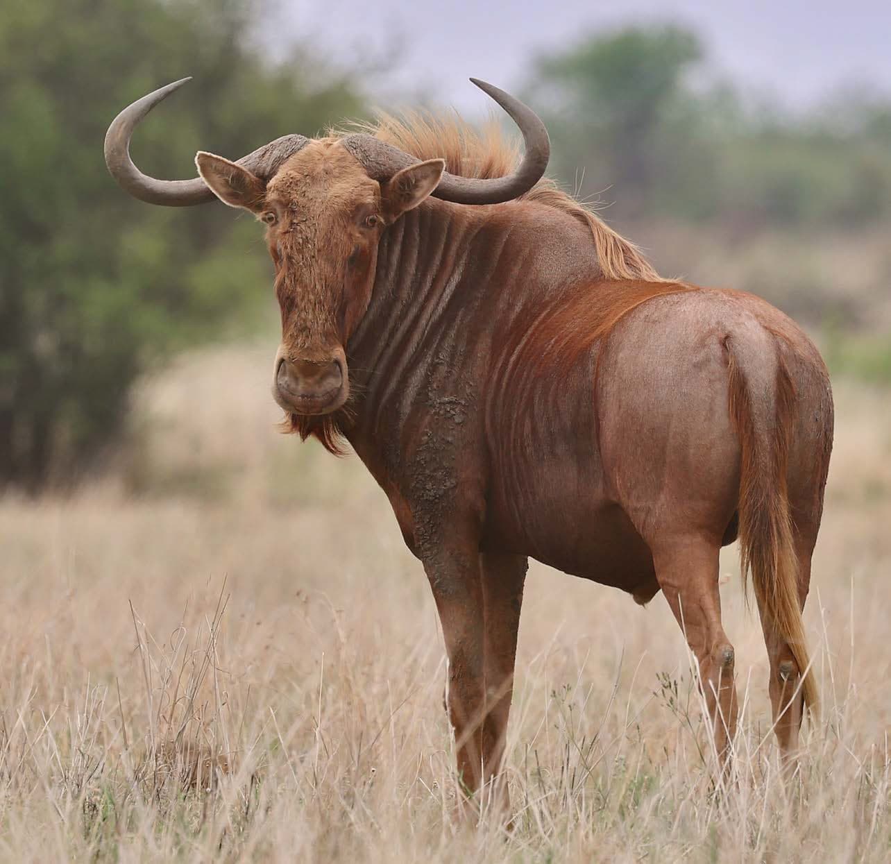 A red-brown wildebeest standing in dry grass