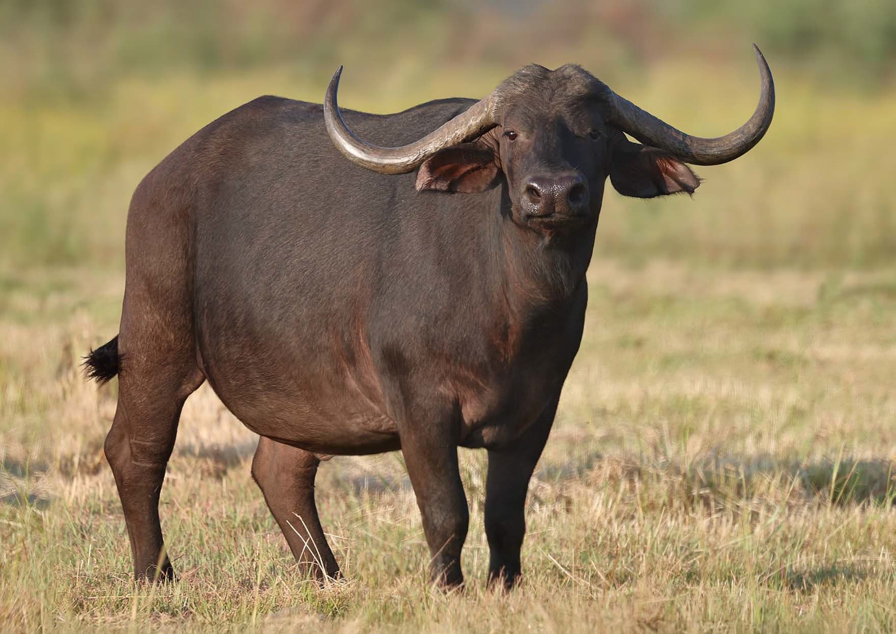 A buffalo standing in dry grass