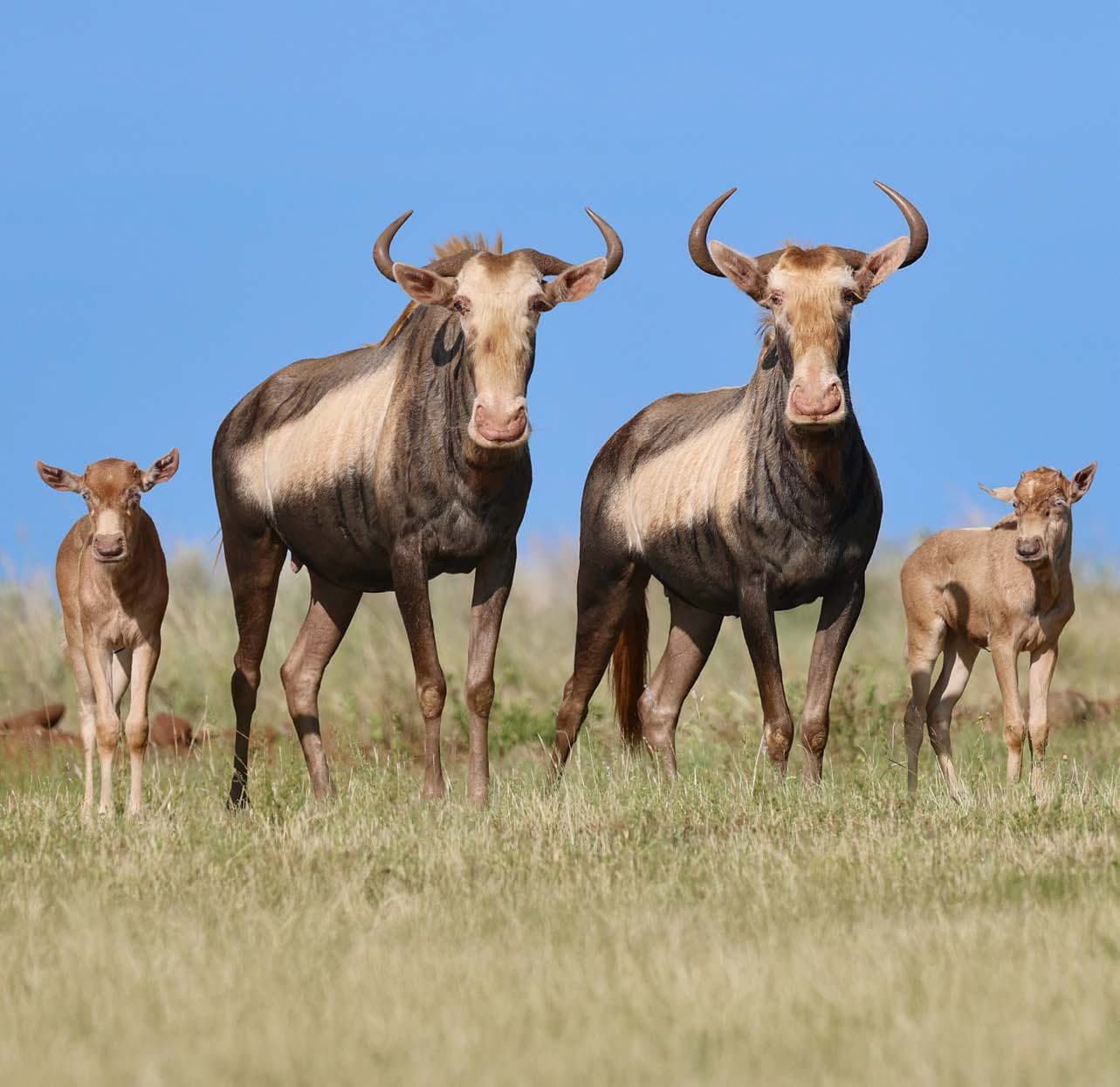 Two wildebeest with two calves in short grass