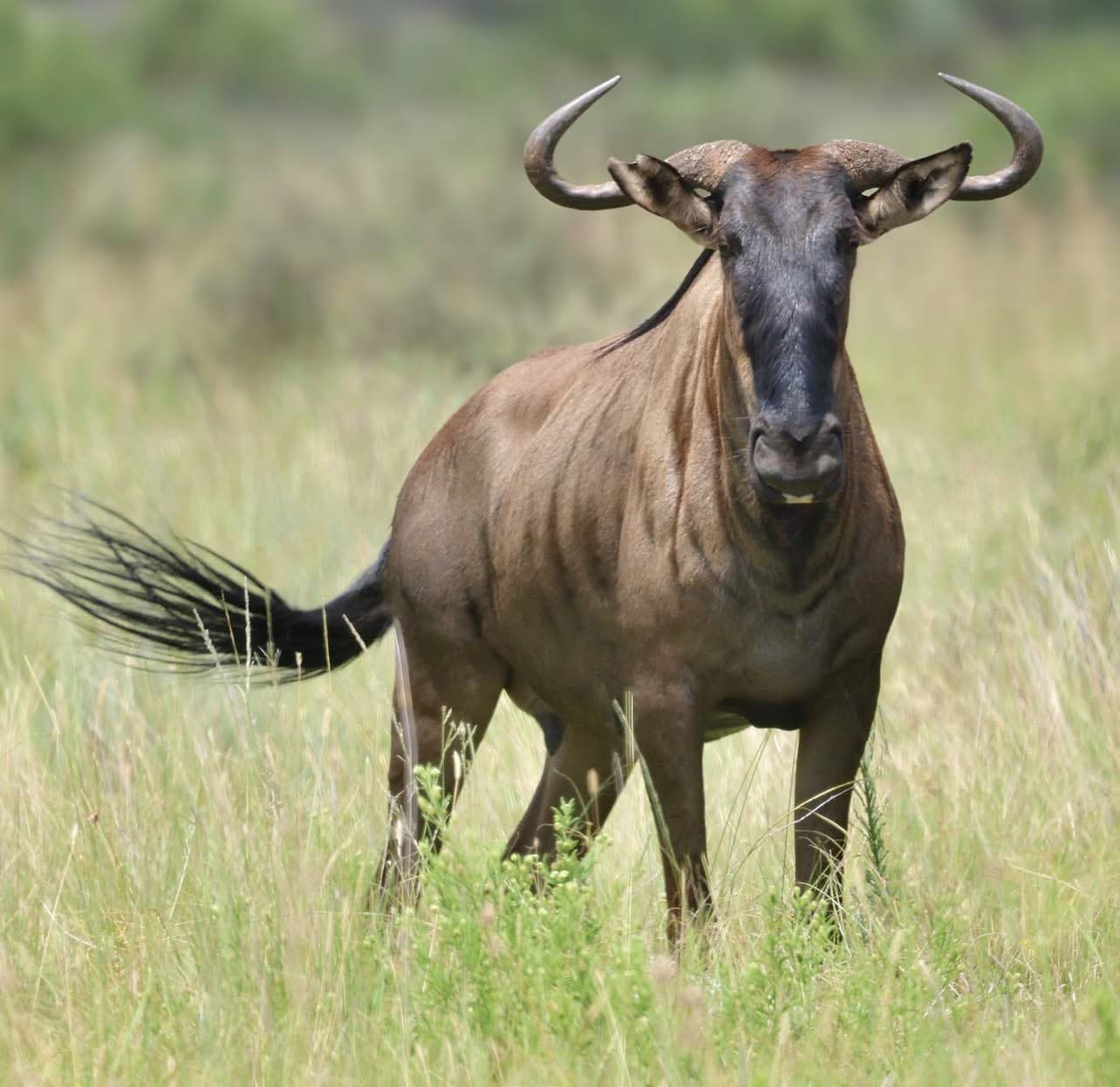 A wildebeest flicking its tail in long grass