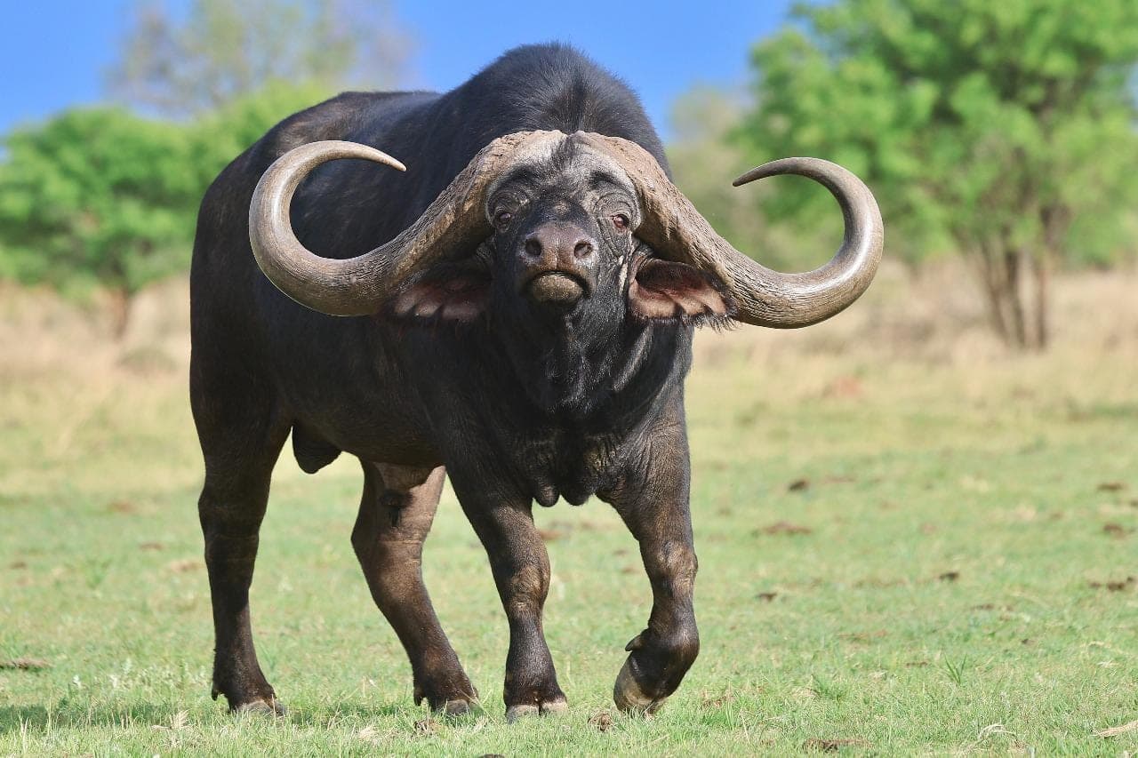 A buffalo with wide, heavy horns walking towards the camera