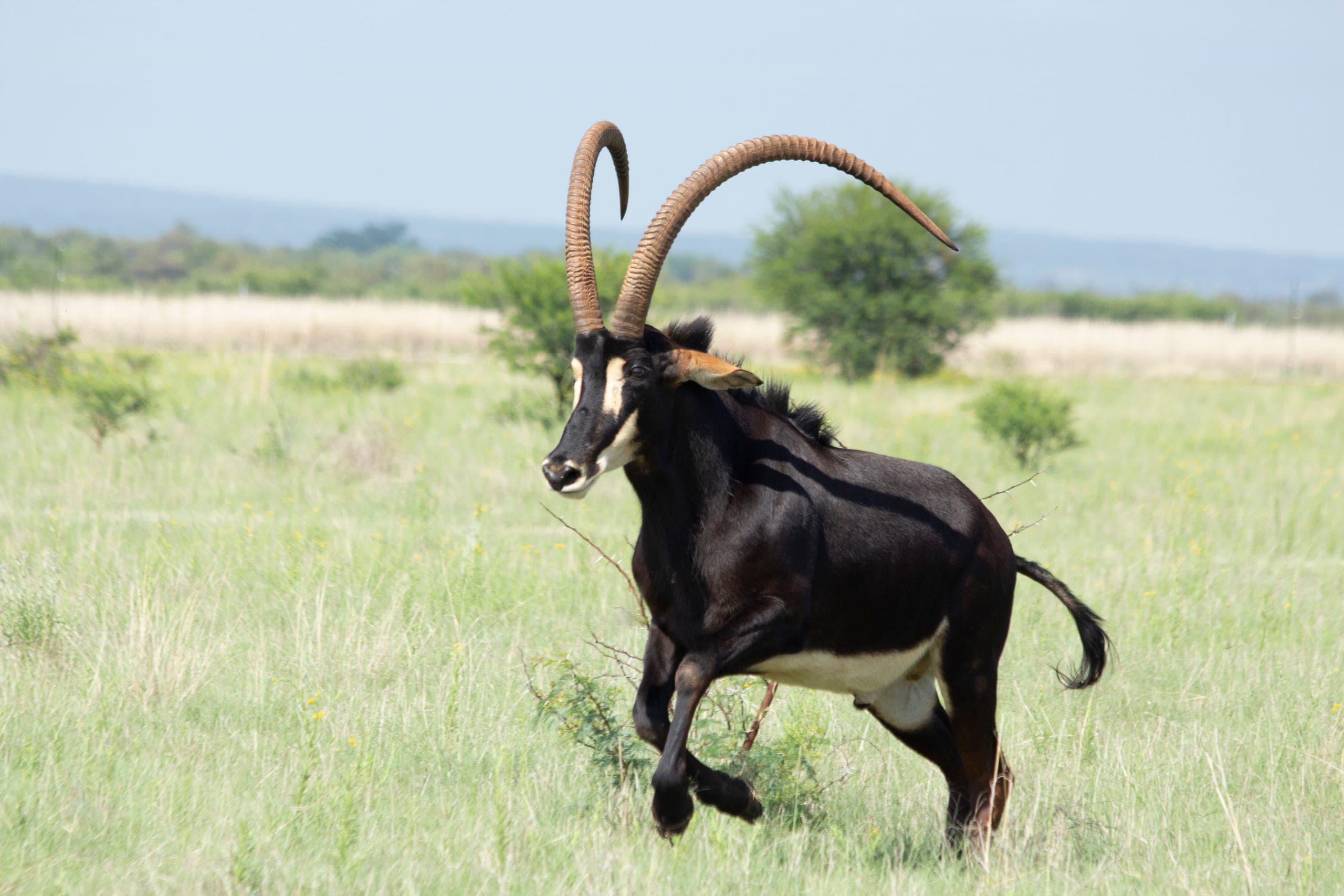 Charlie, a sable bull, running across open grassland