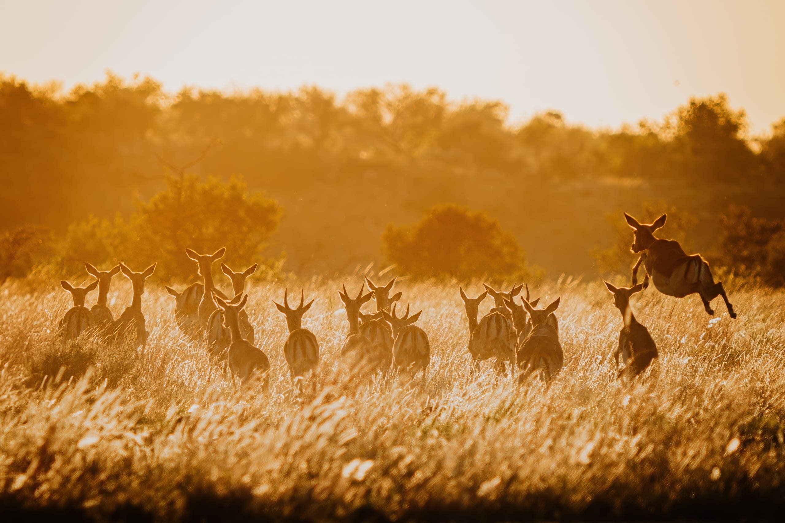 A herd of antelope in golden light at dawn, one of them leaping