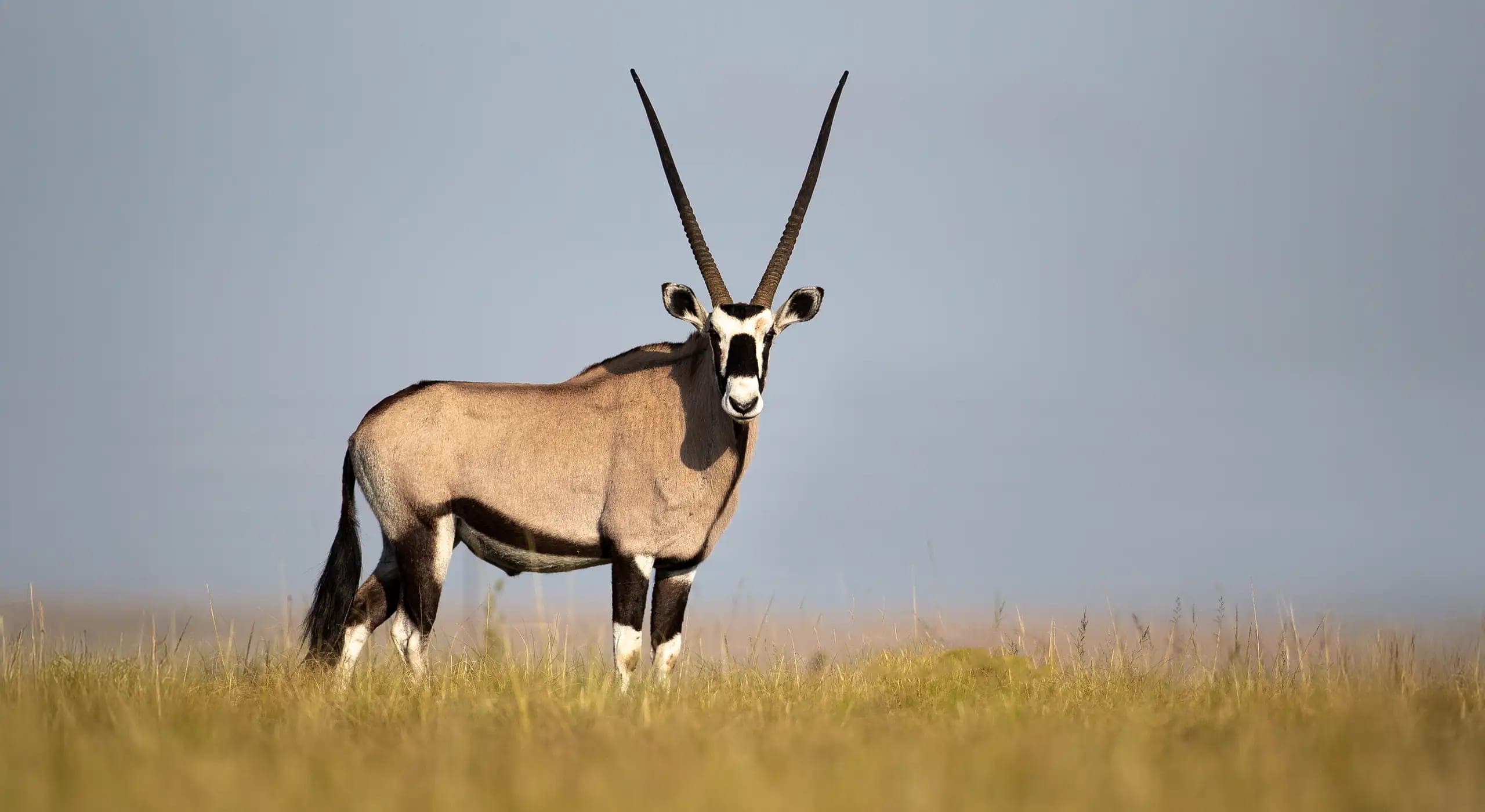 Kukaman, an oryx, standing on open grassland under a grey sky