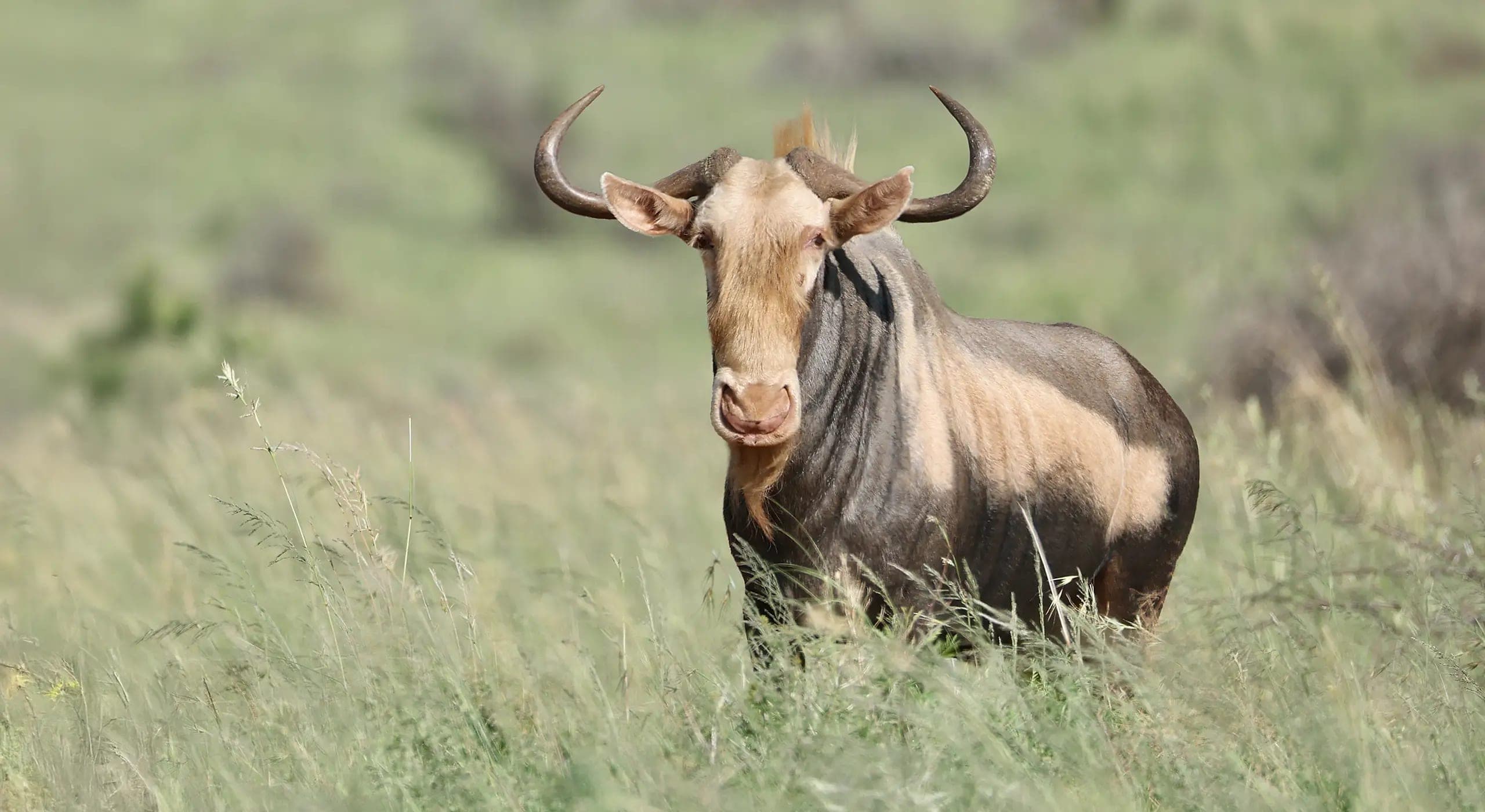 Lightforce, a wildebeest with a pale face and shoulders, standing in long grass