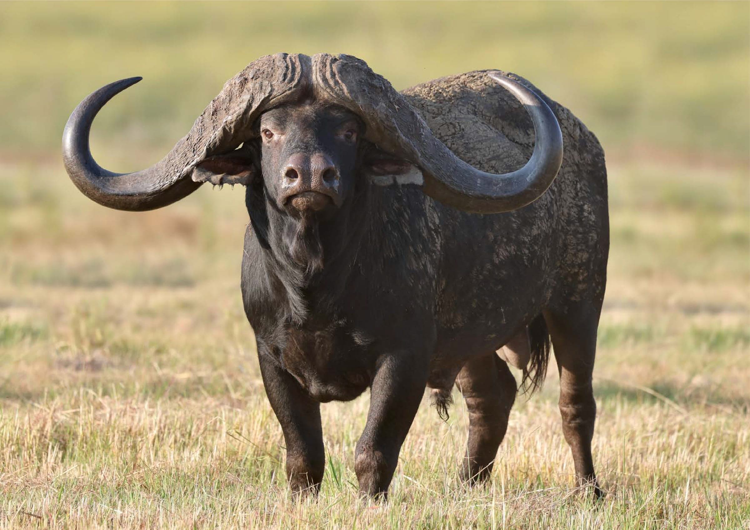 Magic, the Bona Bona buffalo bull, standing square in dry winter veld grass and looking at the camera