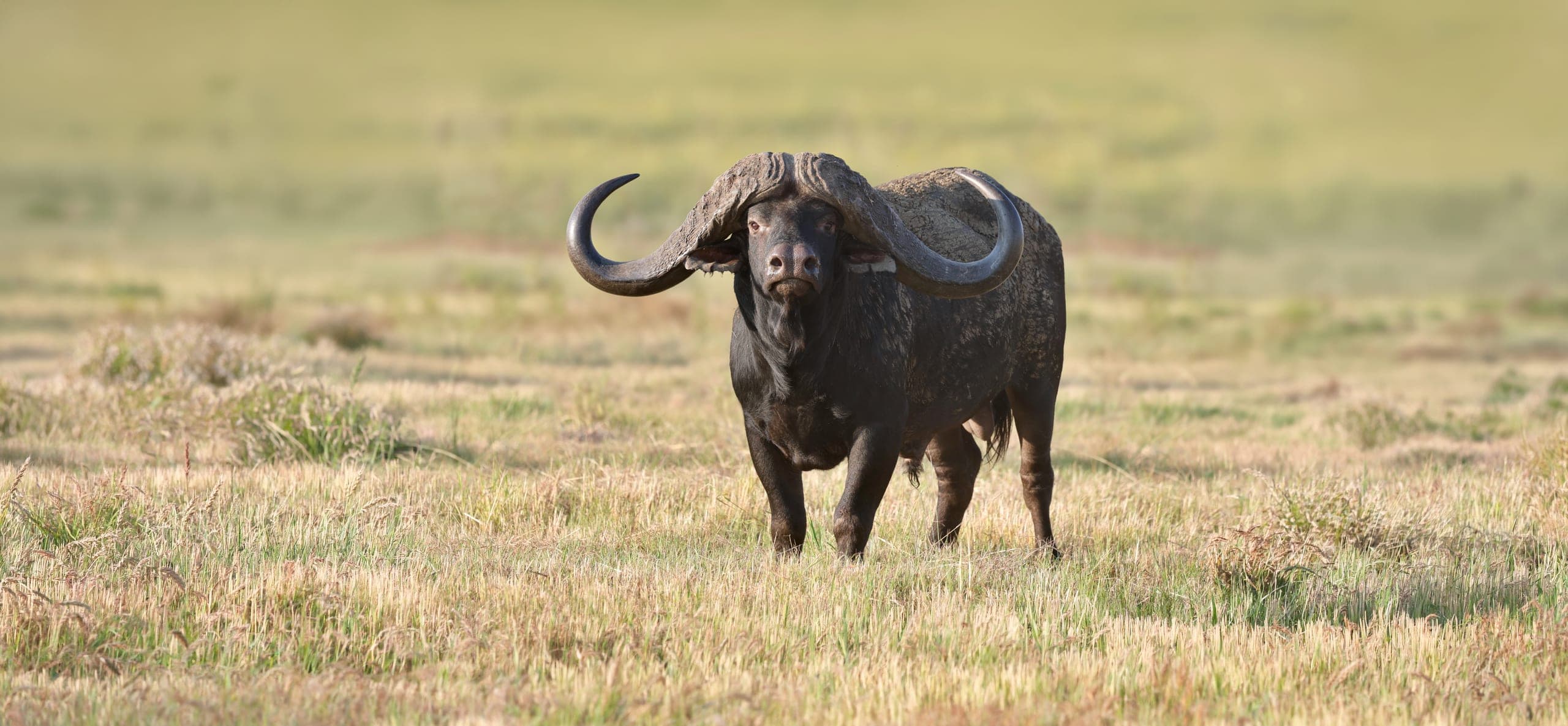Magic, the Bona Bona buffalo bull, walking towards the camera across short grass