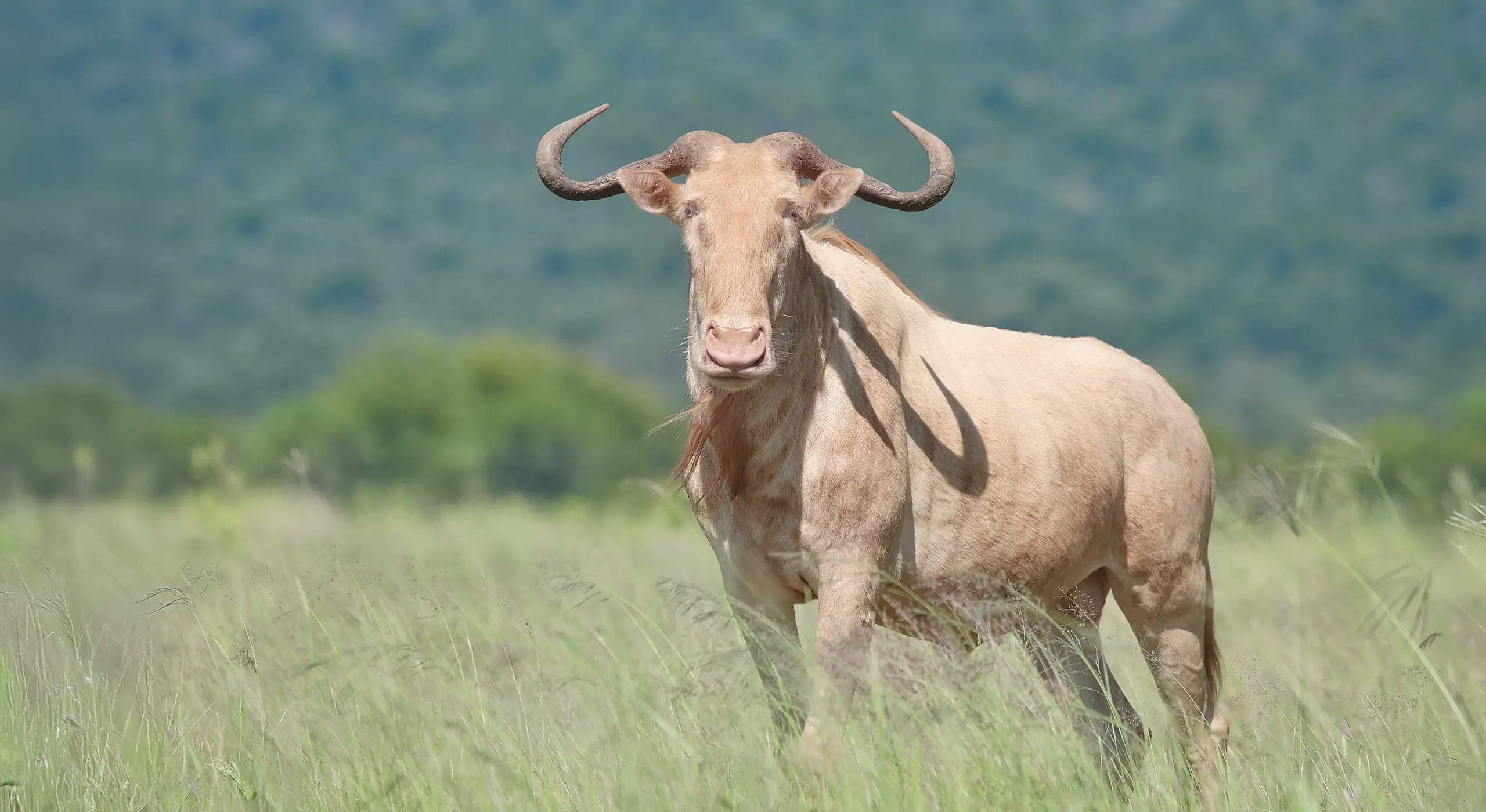Tesla, a pale wildebeest, standing in long grass