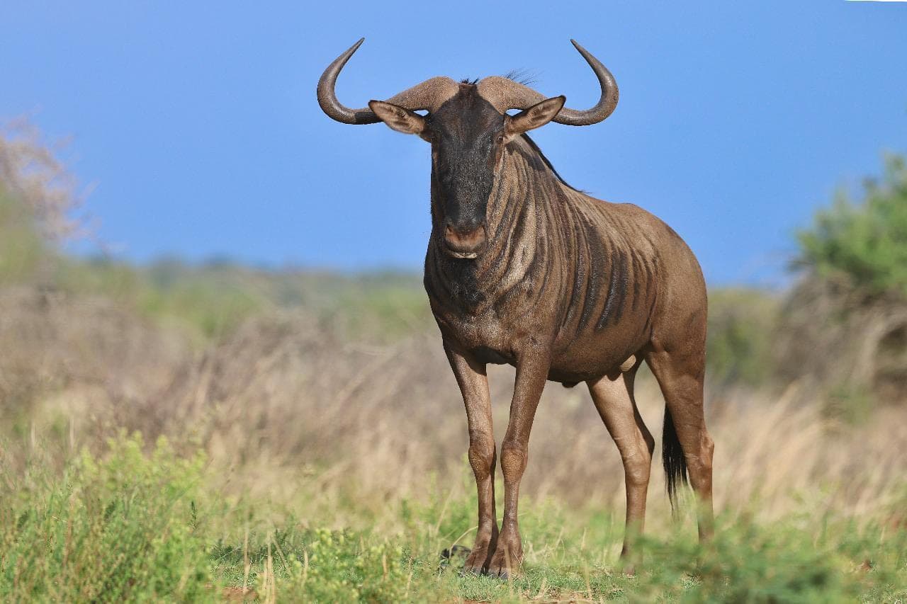 A wildebeest standing in the veld