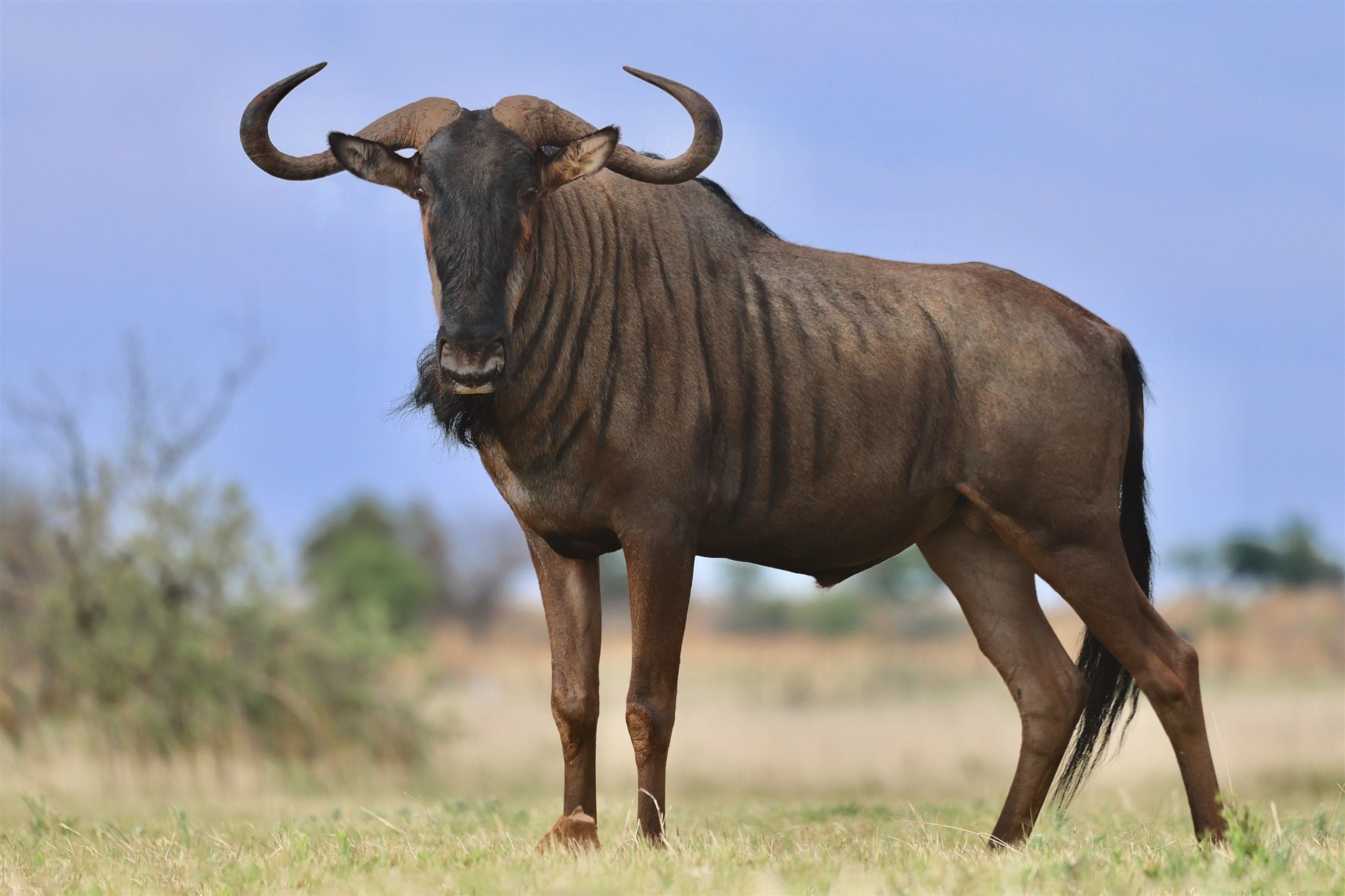 Cheslin, a 33 5/8-inch blue wildebeest bull