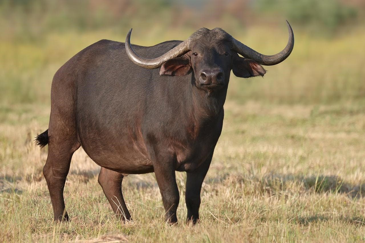 Nonnatjie, a 42 4/8-inch buffalo cow from Bona Bona Wildlife
