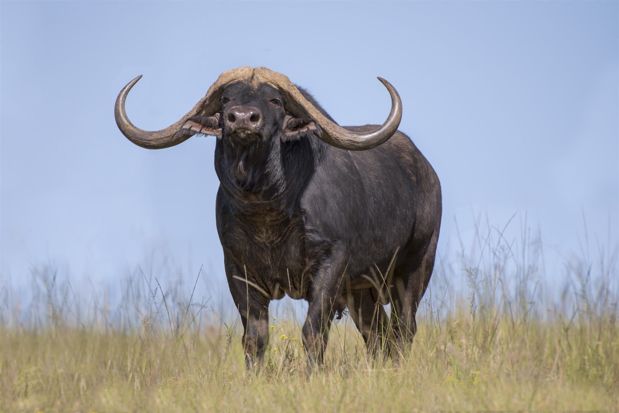 Dominus, a 56 2/8-inch buffalo bull. A 25% share in him sold at Bona Bona Wildlife’s 9th Platinum Auction, lot S009