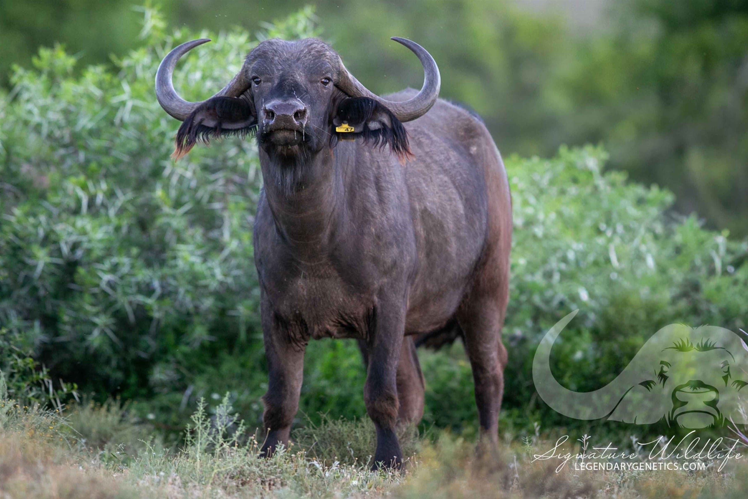 A 36 4/8-inch buffalo cow sired by Leba
