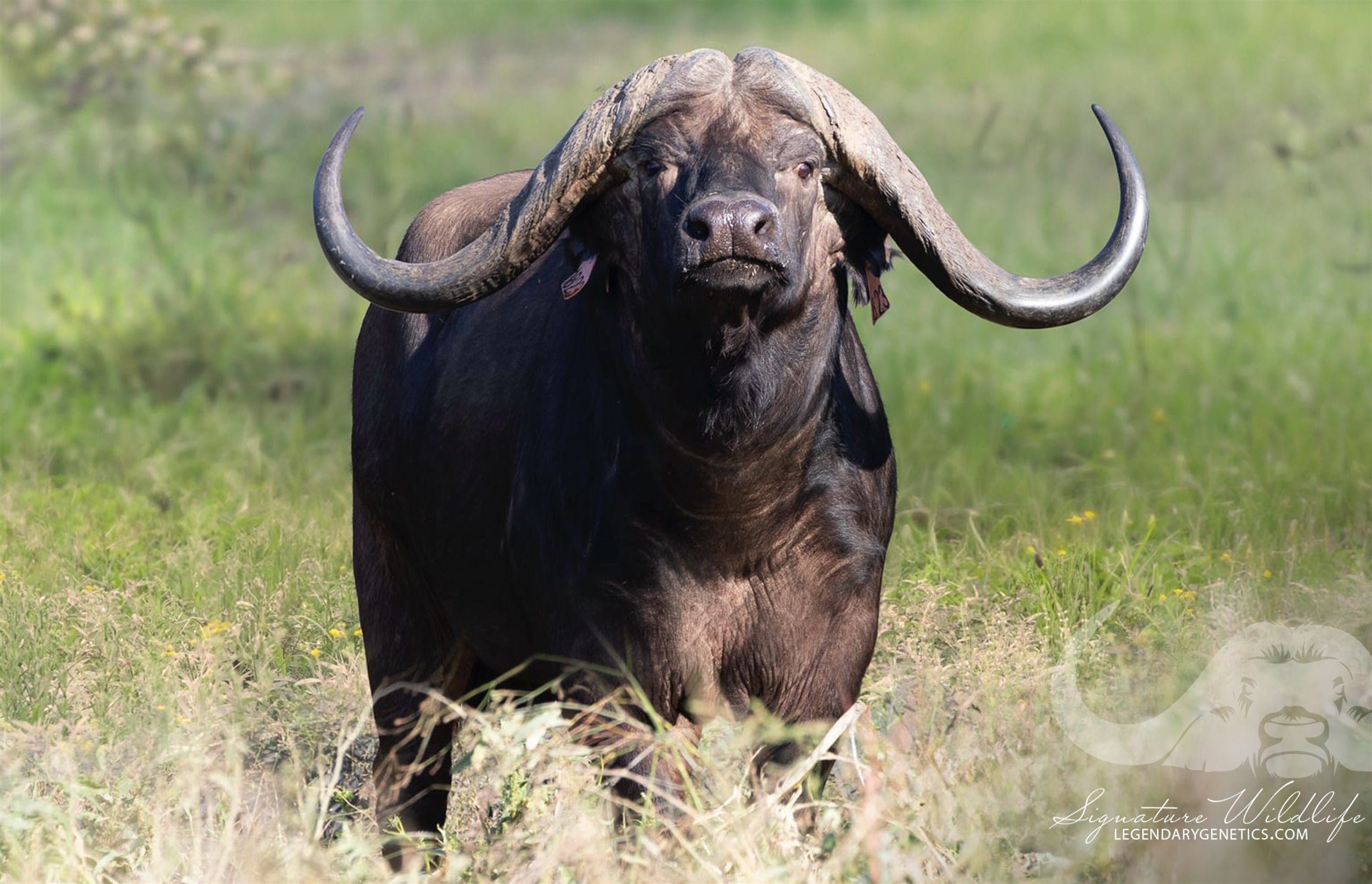 Coda, a 51 2/8-inch buffalo bull
