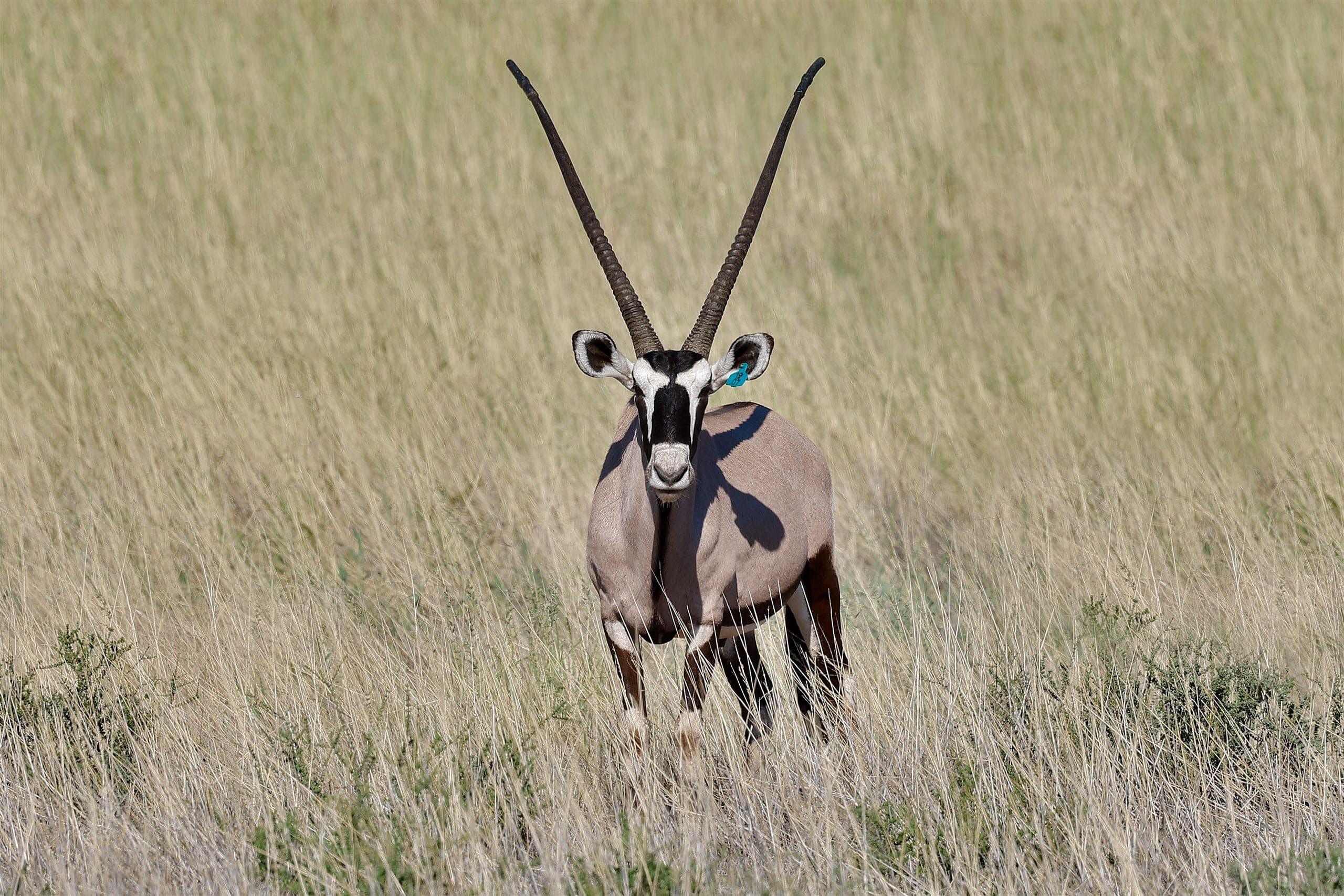 Oupa Jan, a 47 2/8-inch gemsbok bull. Groot Kalahari Veiling live auction, lot 016