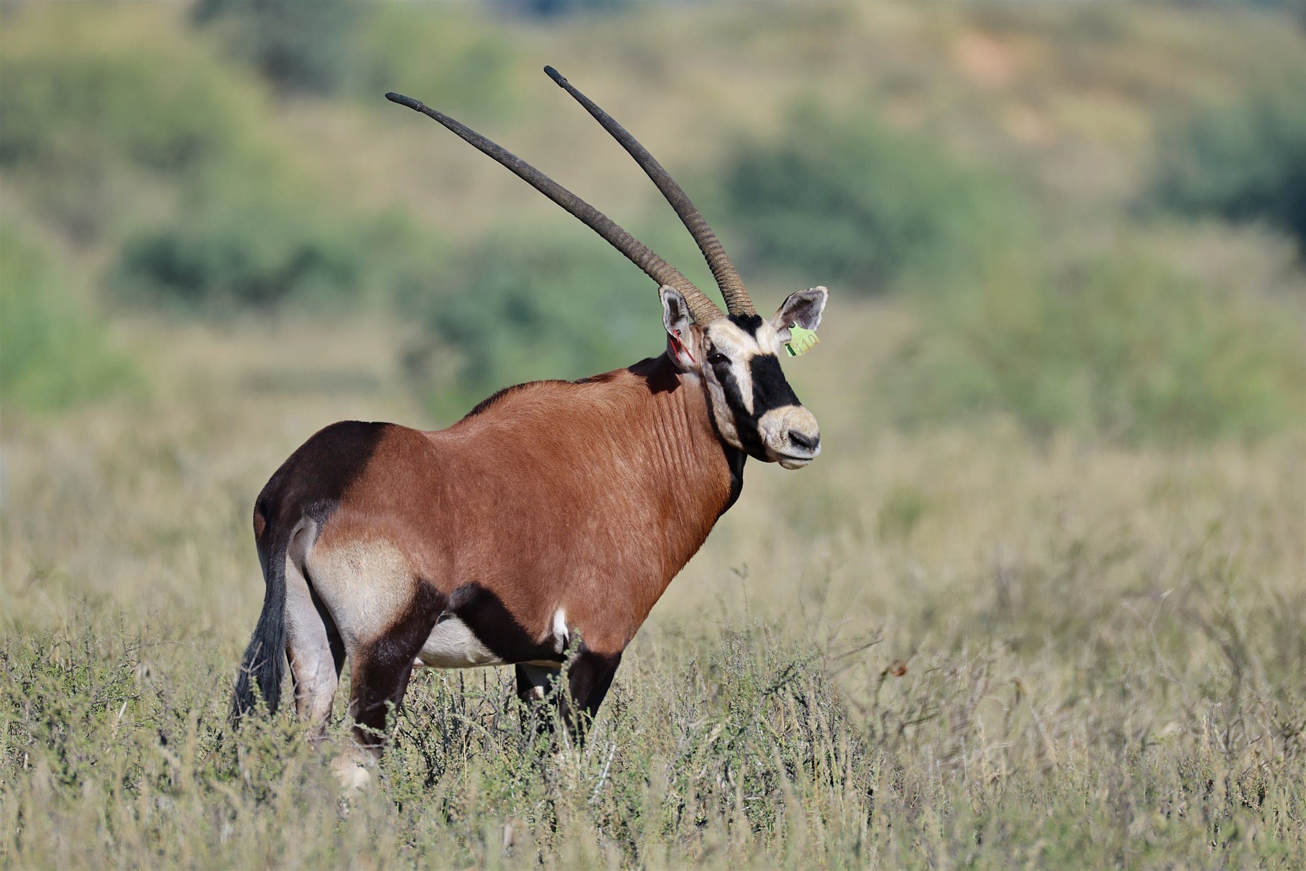 Rocket, a 40 4/8-inch red oryx bull