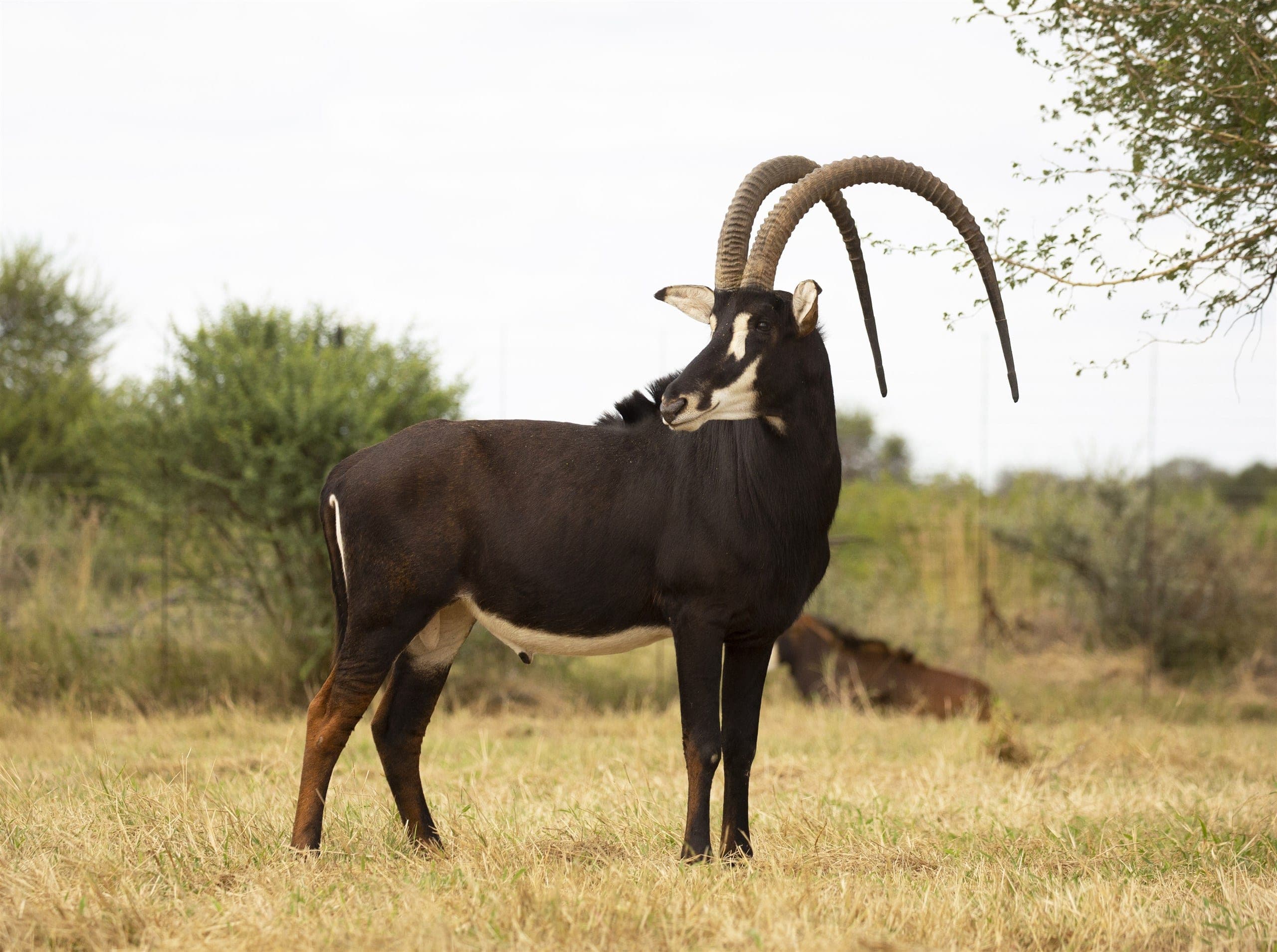Kalala, a 57-inch sable bull
