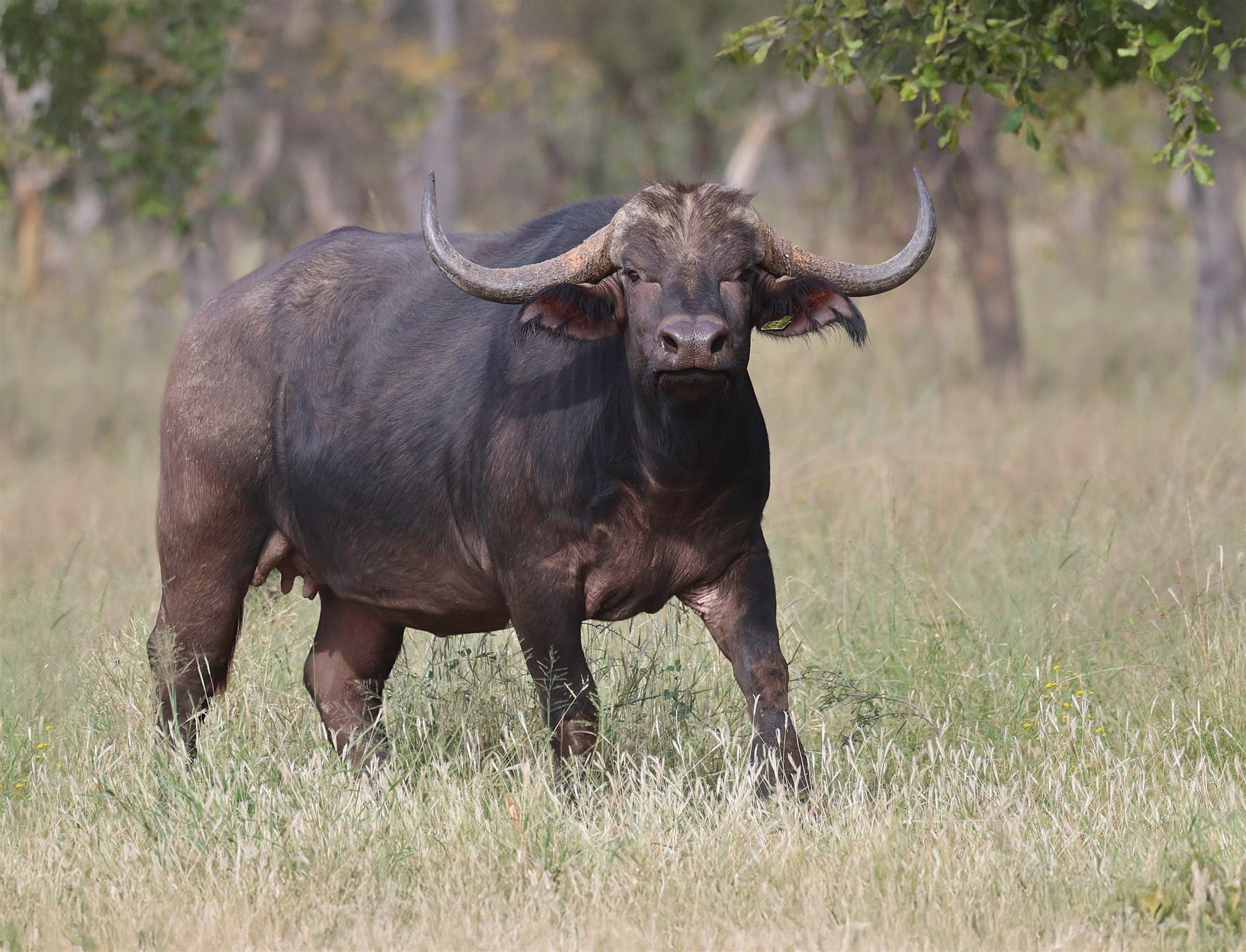 Mitsie, a 42-inch buffalo cow