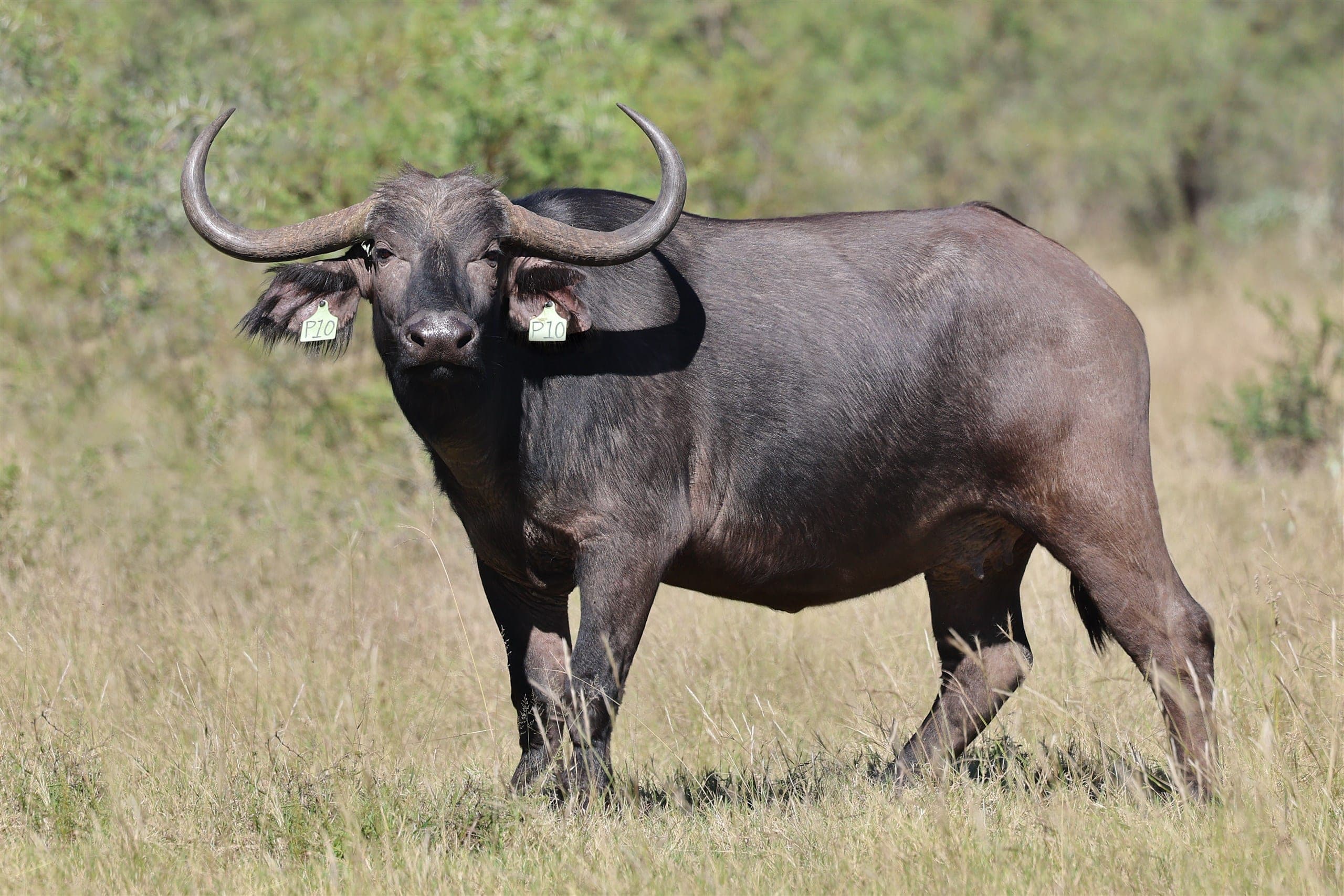Zsa Zsa, a 40 3/8-inch buffalo cow, with her calf. Wildlife Legacy live auction, lot 039