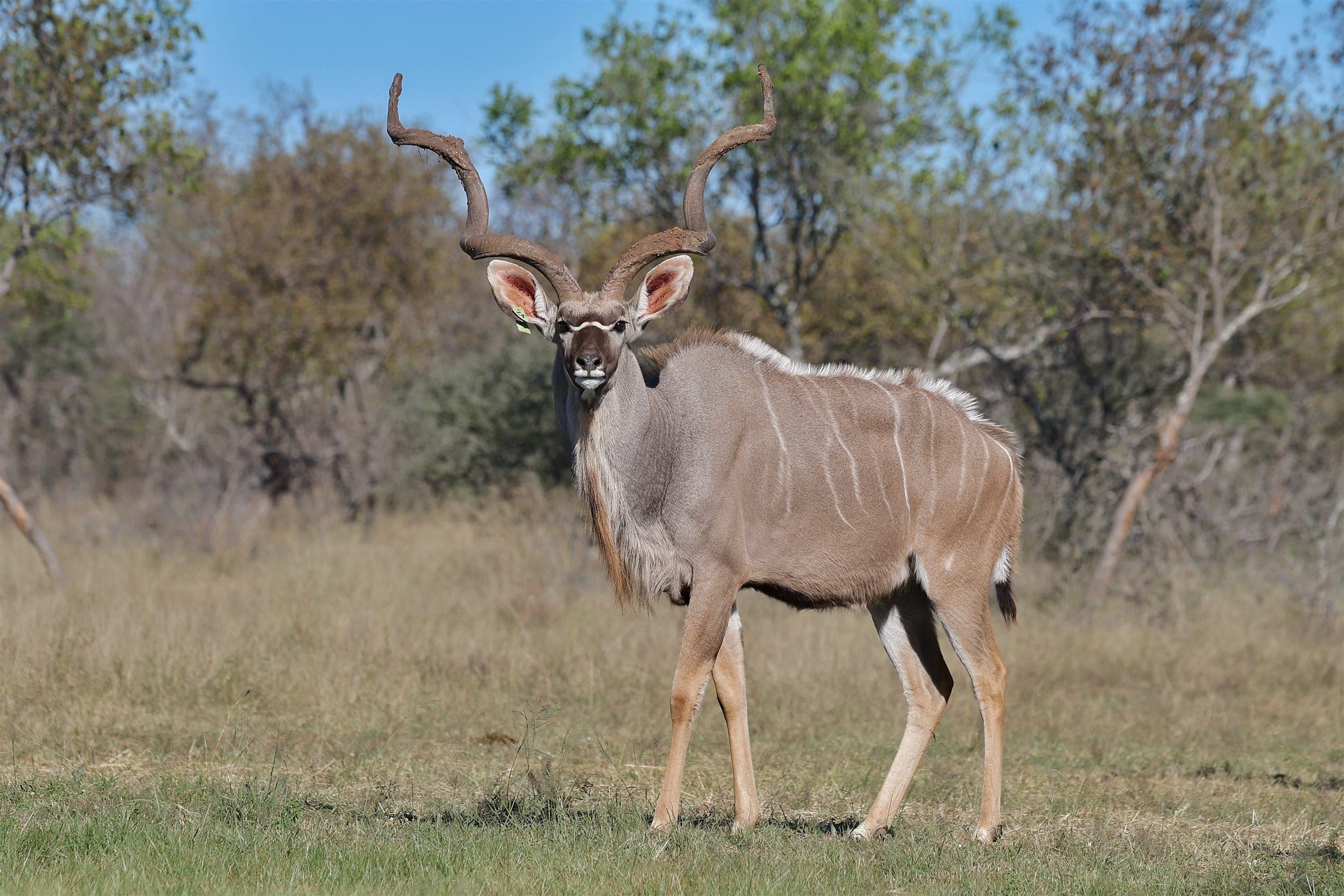 Rockefeller, a 61 6/8-inch kudu bull