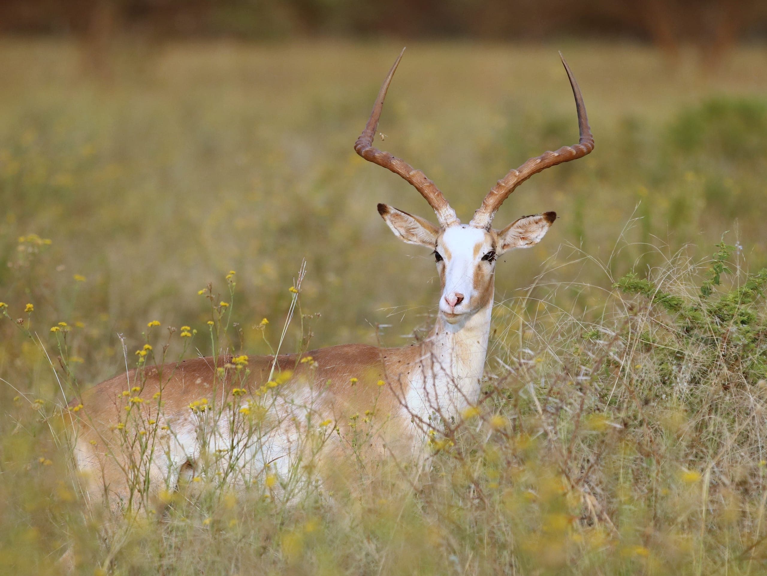 Luca, a 25 4/8-inch white-flanked impala ram
