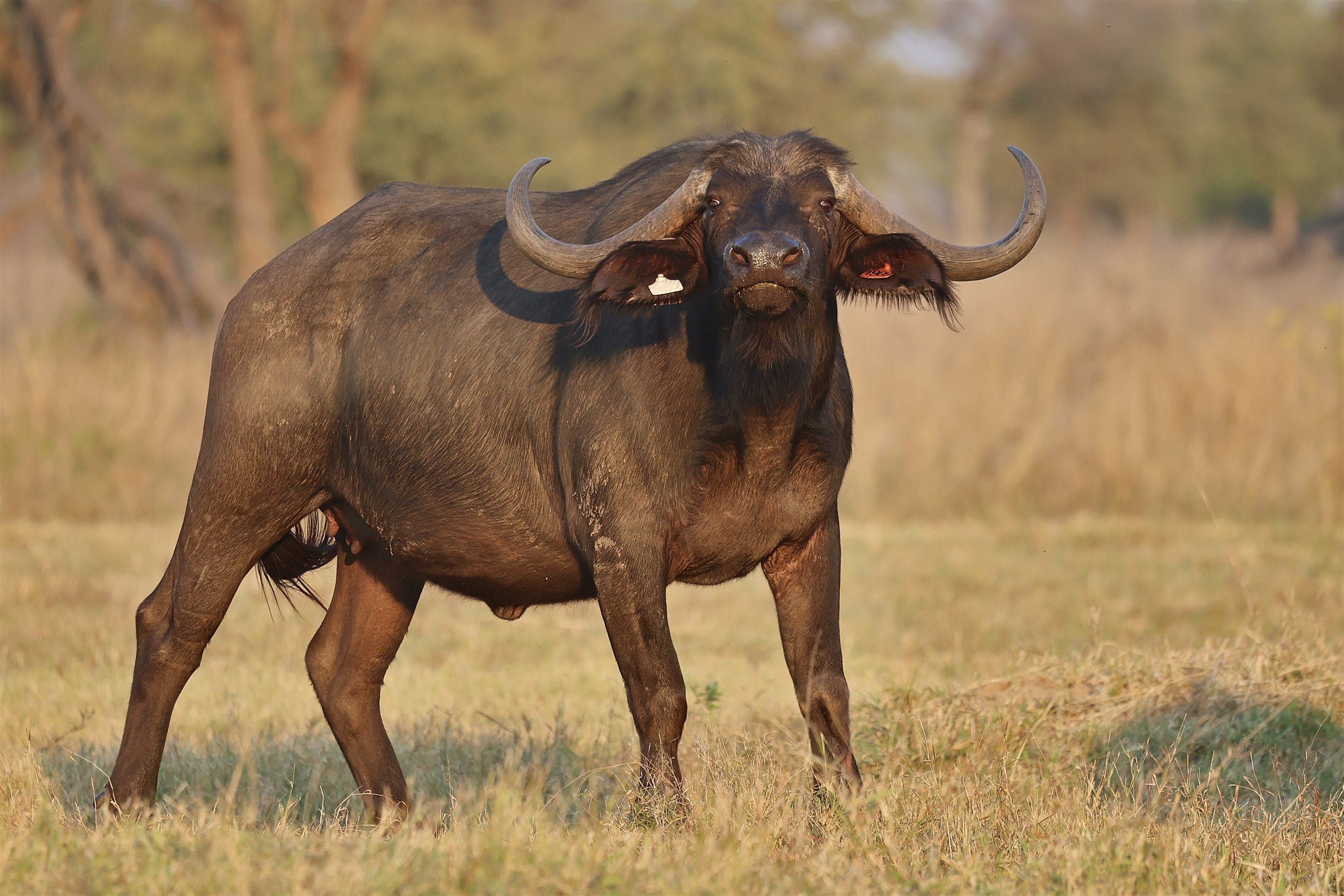 Nova, a 40-inch buffalo cow