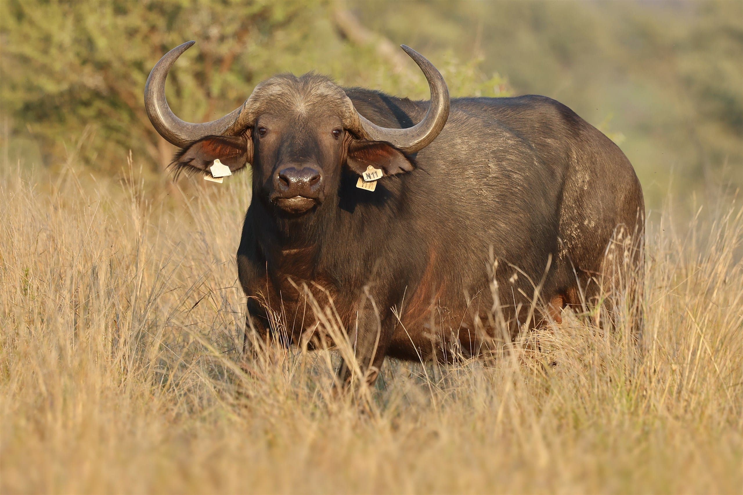 Willow, a 37-inch buffalo cow