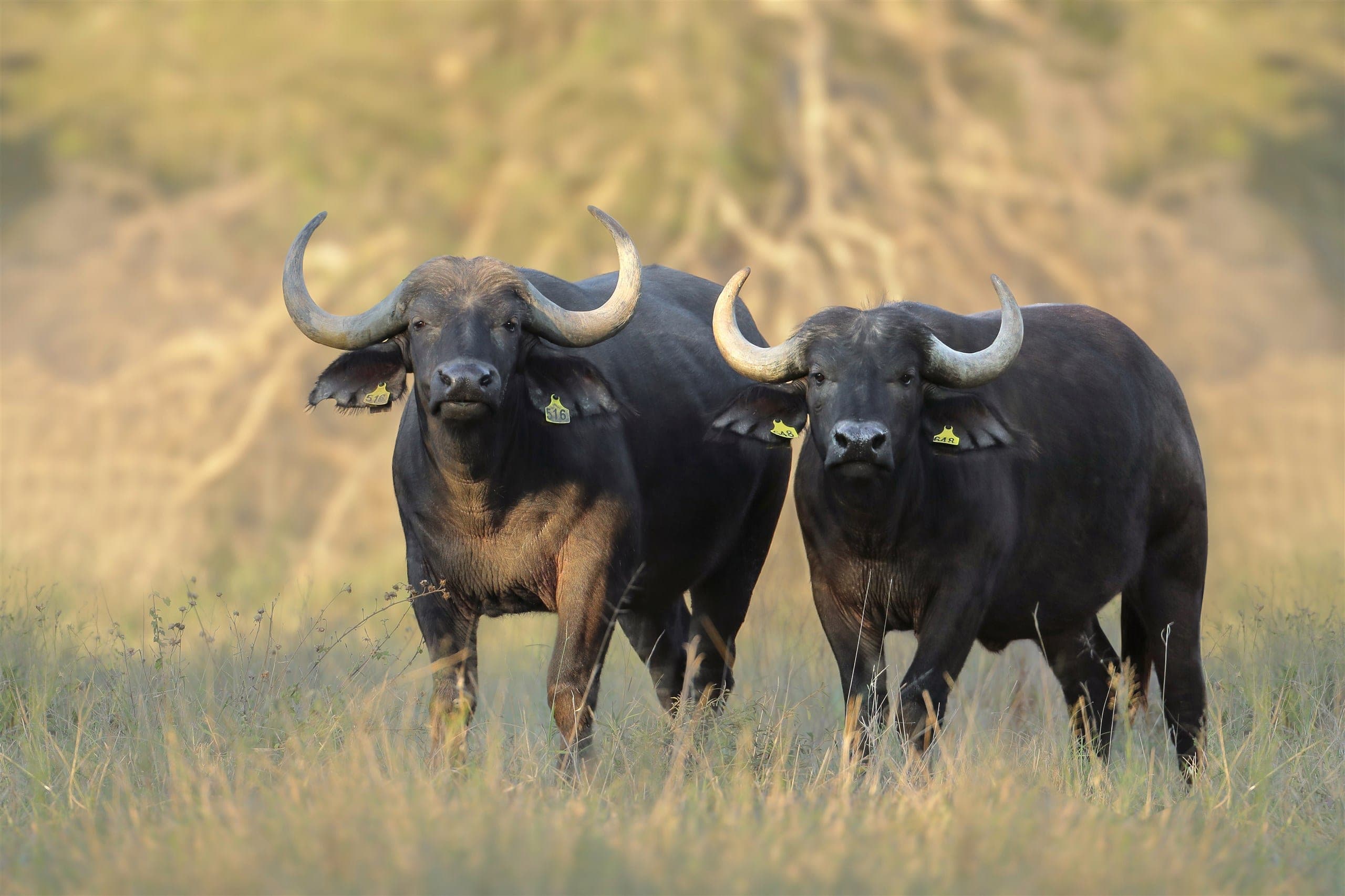 The buyer’s choice of 33-inch Luna or 29-inch Sola, buffalo heifers out of 47 1/8-inch+ Eclipse