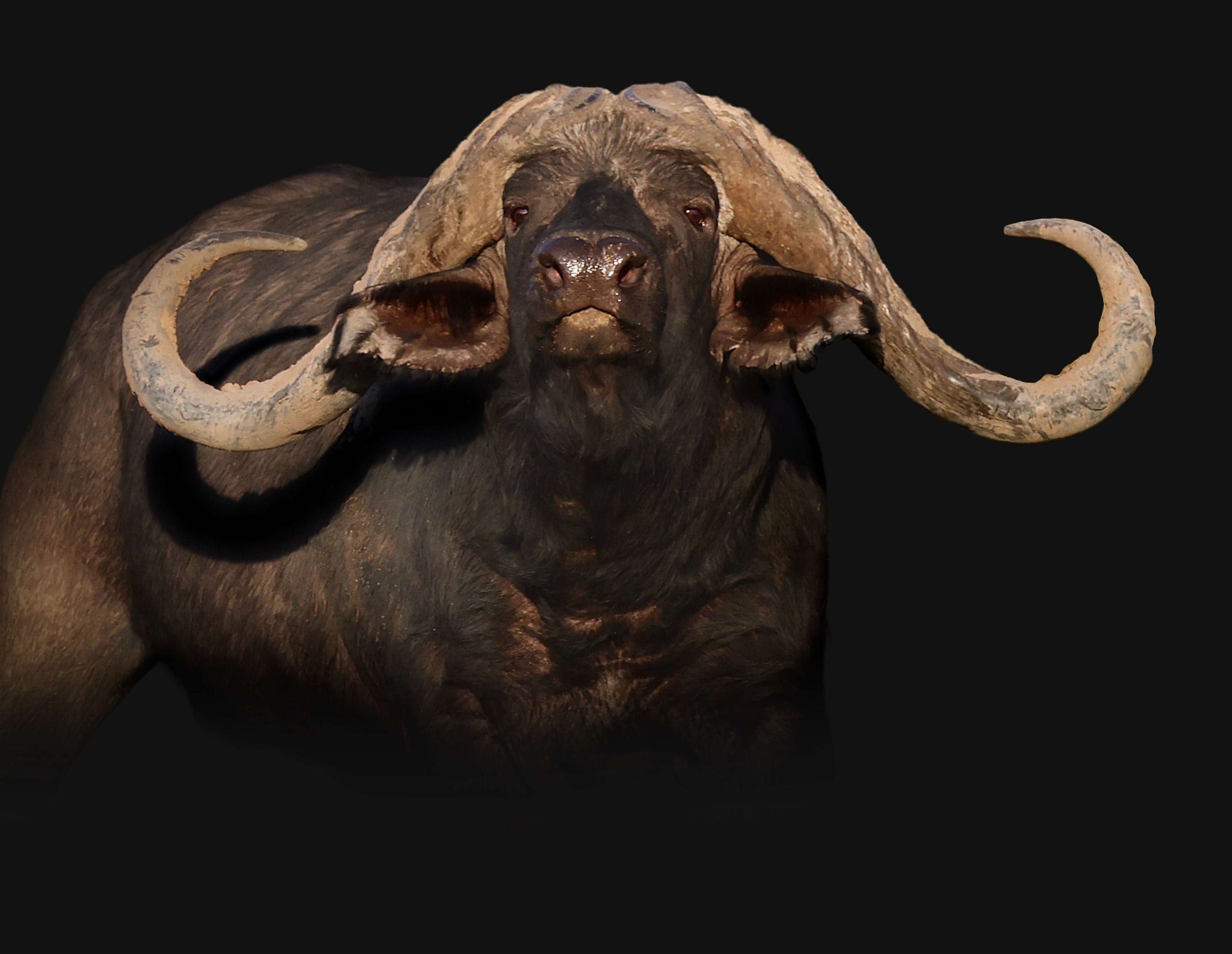 Claymore, a 51 6/8-inch East African buffalo bull