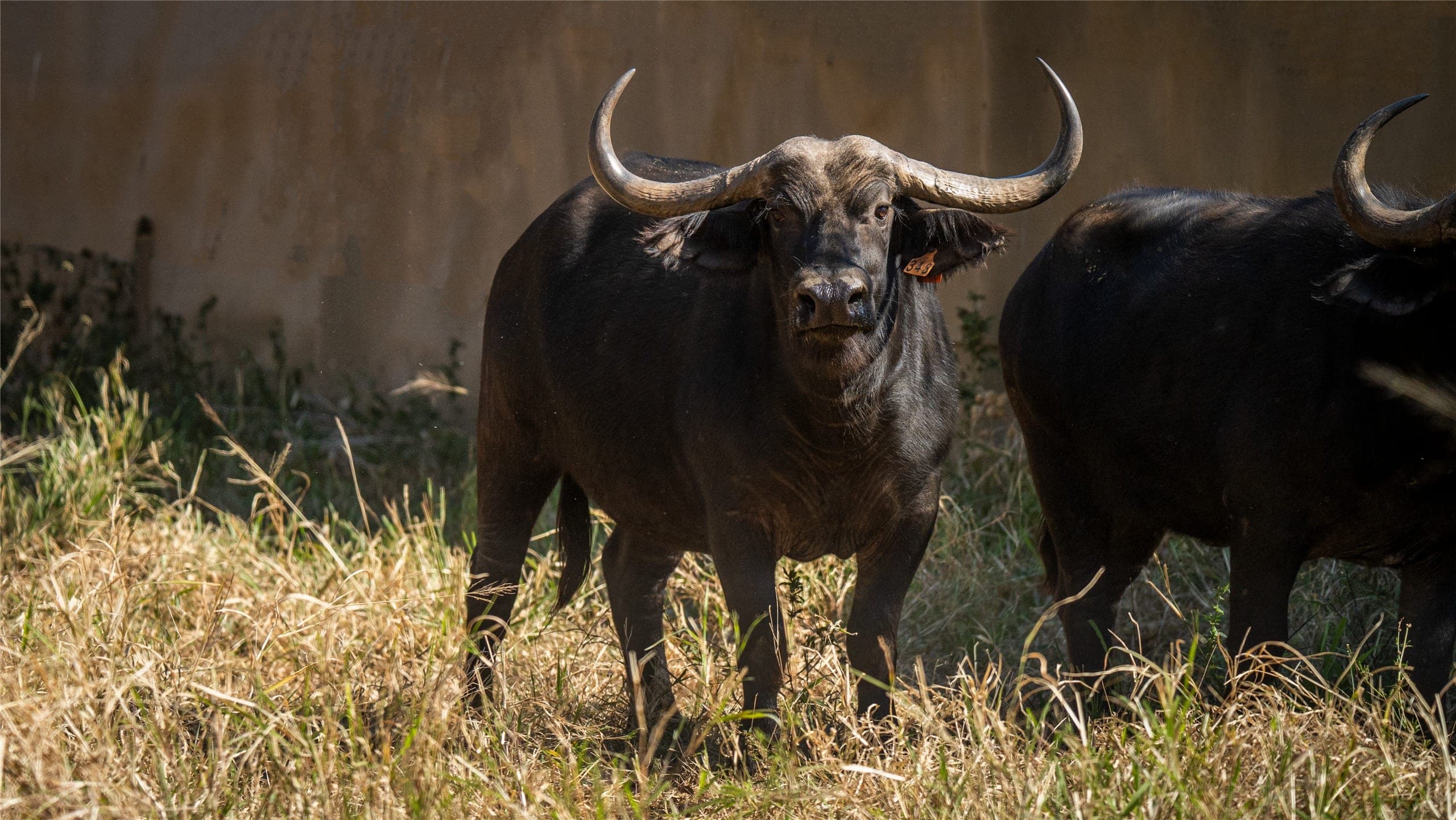 Iris, a 39 4/8-inch buffalo cow