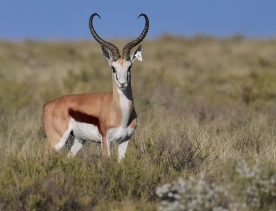 The 21-inch common springbok ram from Jules of the Karoo