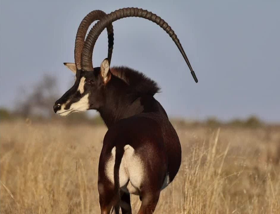 Showtime, a 56-inch sable bull. Summit Wildlife 11th live auction, lot 24