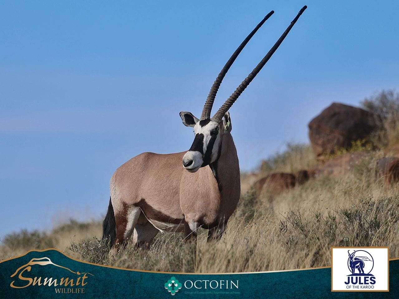 A 47 4/8-inch oryx bull from Jules of the Karoo