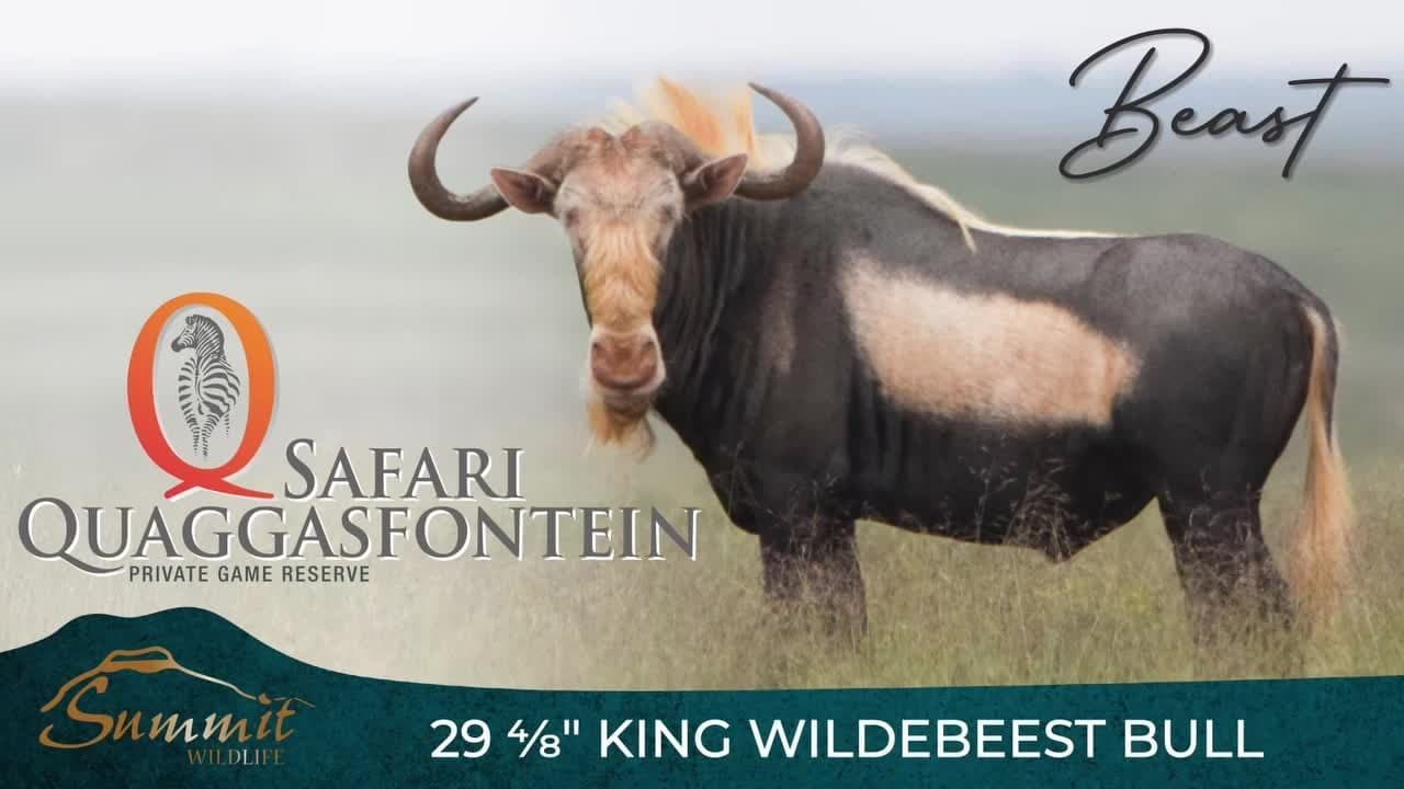 Beast, a 29 4/8-inch king wildebeest bull
