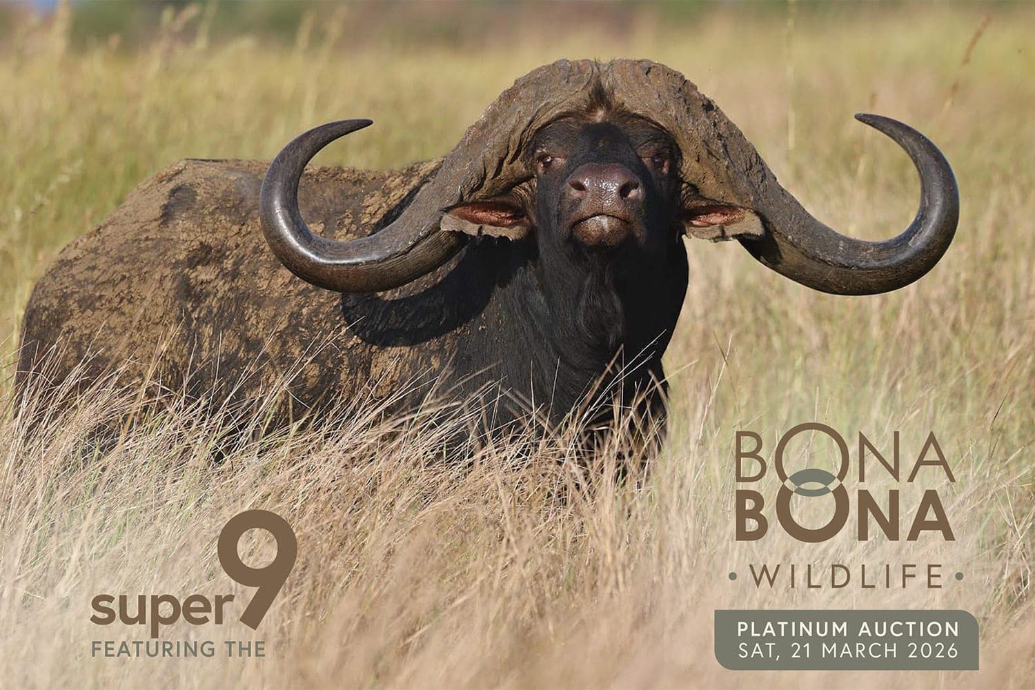 The cover of the 2026 Platinum Auction catalogue, with a buffalo bull in long grass and the words Super 9 and Platinum Auction, Sat 21 March 2026